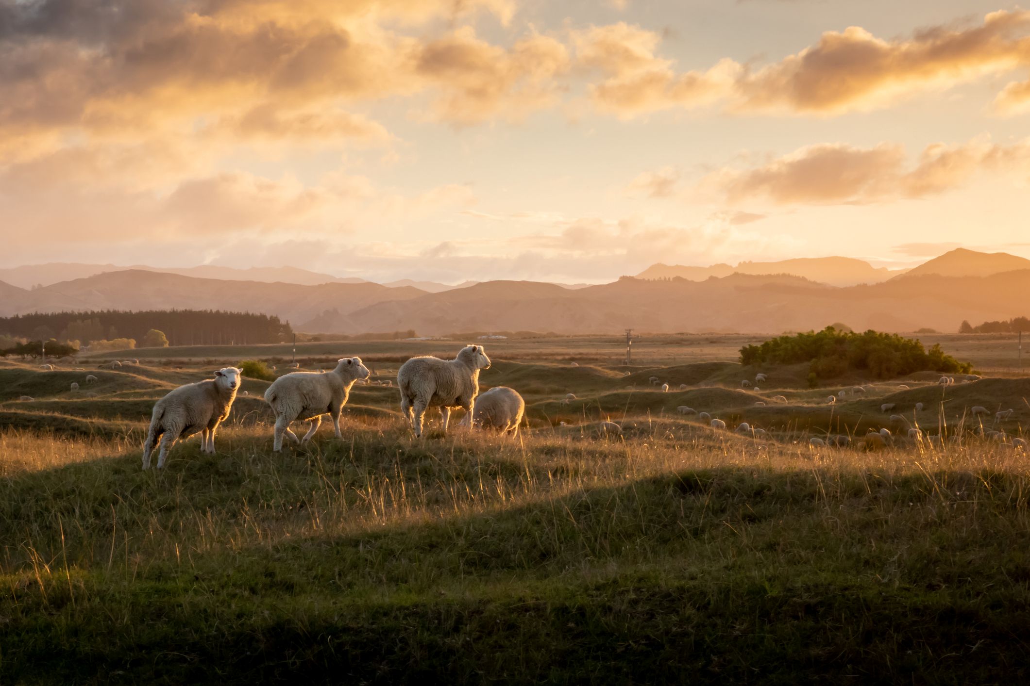 Rural market shows mixed performance as the dairy sector leads the charge